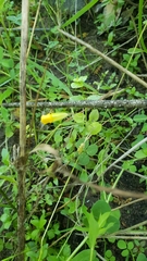 Erythranthe glaucescens