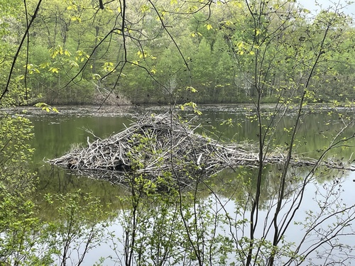 American Beaver photographed in New Jersey