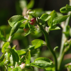 Vaccinium myrtillus