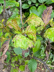 Taphrina japonica