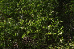 Vaccinium myrtillus
