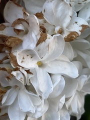 Syringa vulgaris