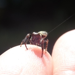 Macaroeris nidicolens