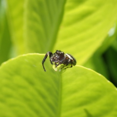 Macaroeris nidicolens