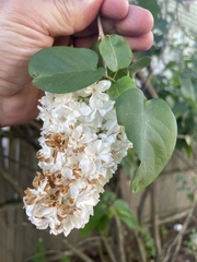 Syringa vulgaris