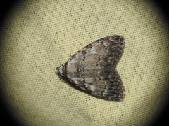 Meganola strigula