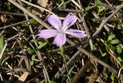 Dianthus strictus troodi