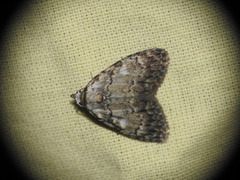 Meganola strigula