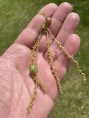 Dryocosmus quercuspalustris