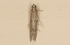 Homoeosoma vagella