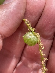 Dryocosmus quercuspalustris