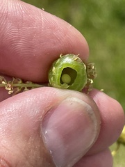 Dryocosmus quercuspalustris