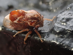 Xantholobus muticus