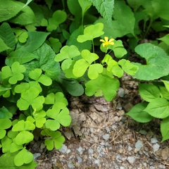 Oxalis grandis