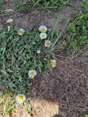 Erigeron procumbens