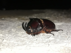 Oryctes nasicornis corniculatus