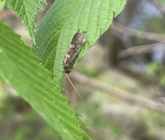 Hydropsyche