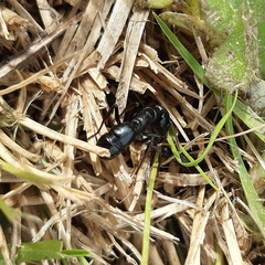 Plectroctena