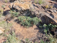 Searsia magalismontana magalismontana