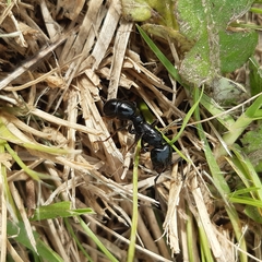 Plectroctena