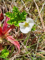 Rubus chamaemorus
