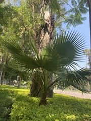 Washingtonia robusta