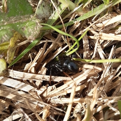Plectroctena