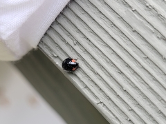 Hyperaspis bigeminata