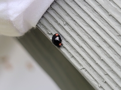 Hyperaspis bigeminata