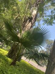 Washingtonia robusta