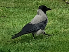 Corvus cornix