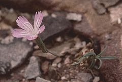 Dianthus strictus