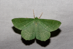 Geometra papilionaria