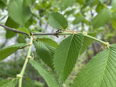 Ulmus