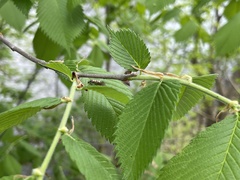 Ulmus