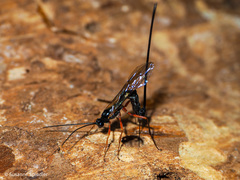 Dolichomitus imperator