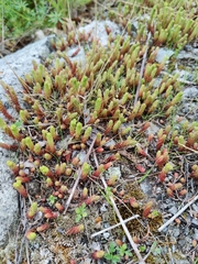 Sedum acre