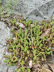 Sedum acre