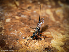 Dolichomitus imperator