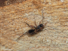 Odontocolon dentipes