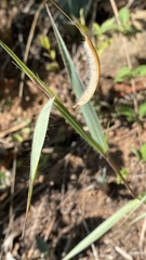 Paspalum ceresia