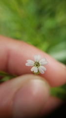 Silene invisa