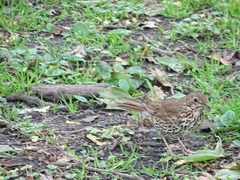 Turdus philomelos