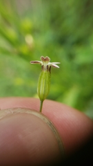 Silene invisa