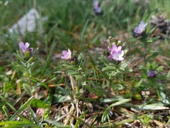 Buglossoides incrassata permixta
