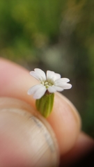 Silene invisa