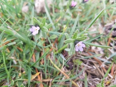 Buglossoides incrassata permixta