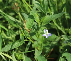Viola elatior