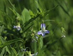 Viola elatior