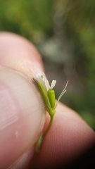 Silene invisa
